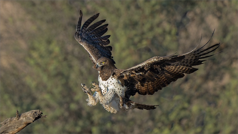 Johan Frost - Midlens Fotoklub - Martial Eagle Landing