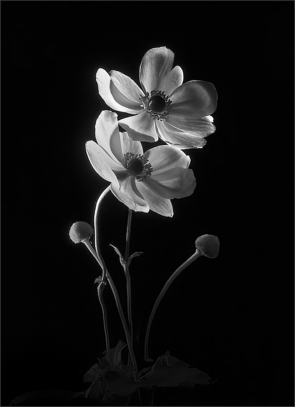 Leon Heyes - Maritzburg Camera Club - Back To The Light