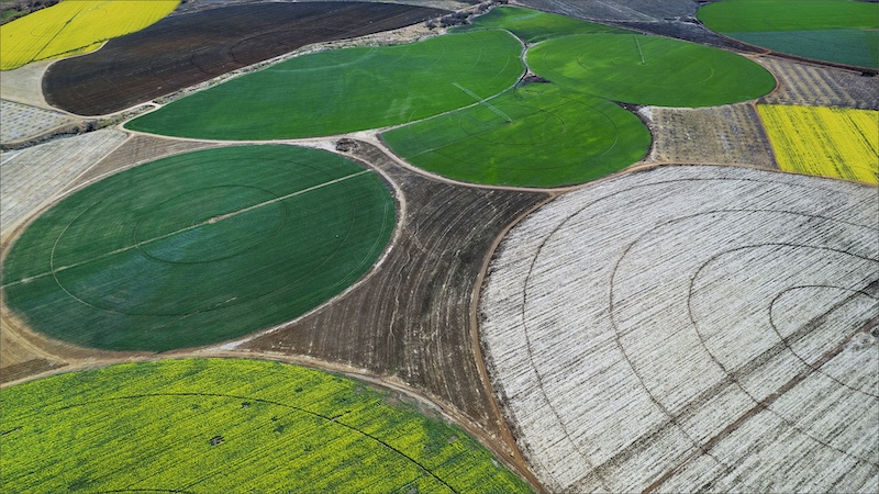 Leon Pelser - Sasol Highveld Photography Club - circles of canolas