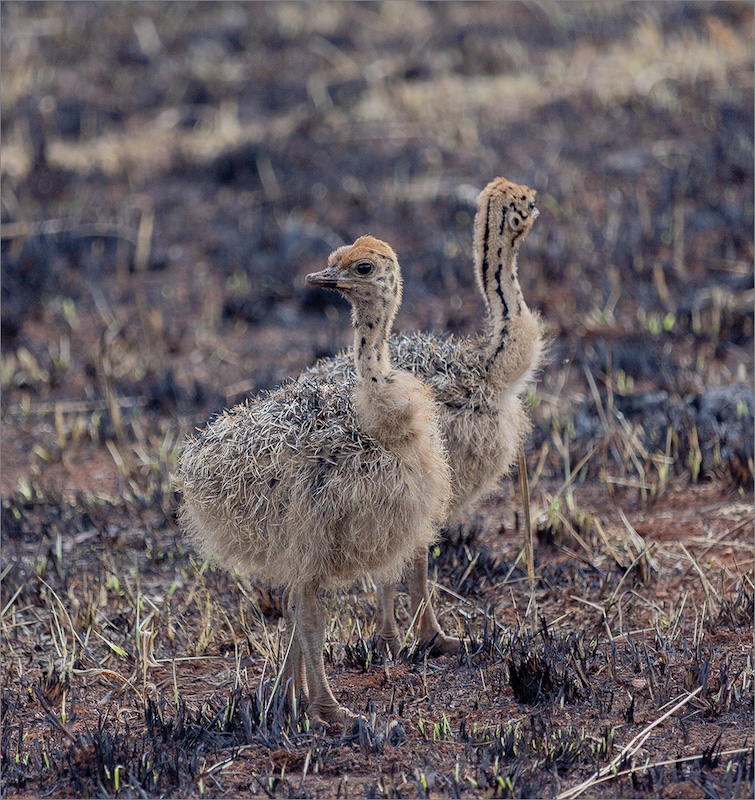 Louis Mouton - Brandpuntfotoklub - Ostrich Babies