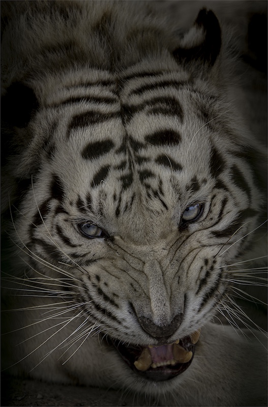 Louis van der Walt - Sasol Highveld Photography Club - MM Move On Tiger