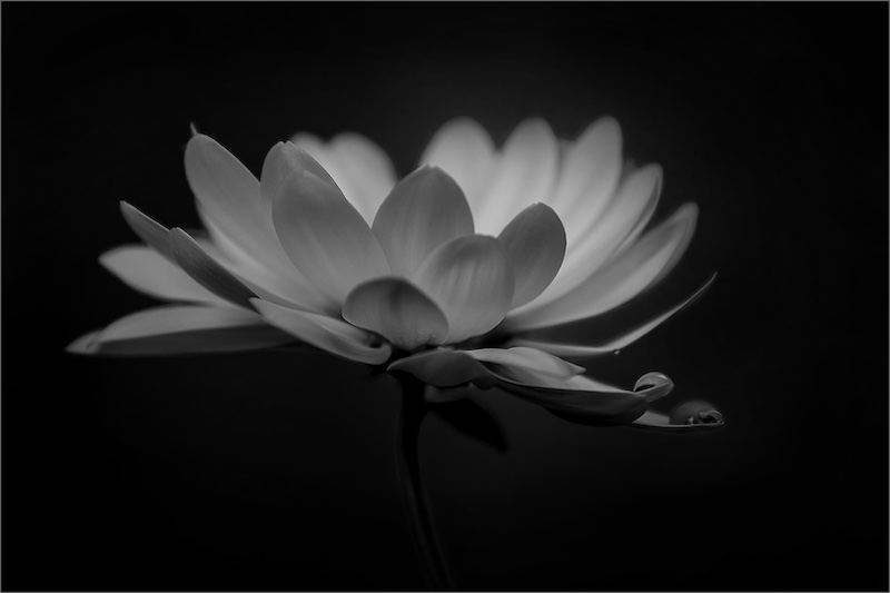 Maureen Fourie - F-Stop Fotografiese Vereniging - Luna