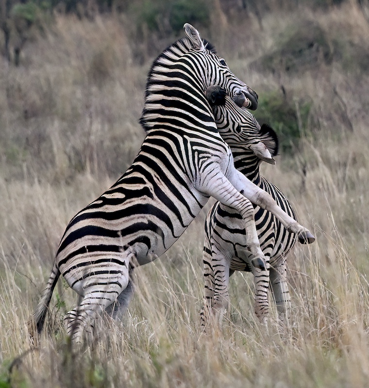 Nicci van As -  Independent - Fighting Zebras