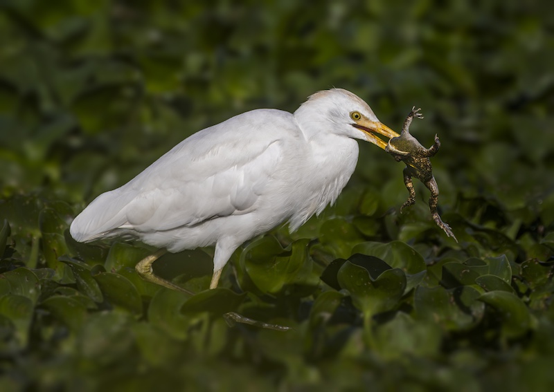 Nicolette Forbes - Ballito Photo Club - Unhoppy end