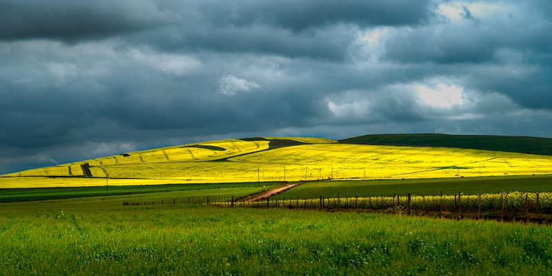 Peter Oosthuizen - Knysna Photographic Society - Clouds and canola