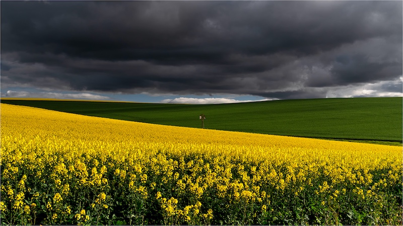Renske Jordaan - Bloemfontein Kameraklub - Canola and windpump