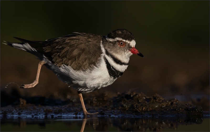 Rodney  Cory - Springs Photographic Club - Three Banded Plover Big Kick A