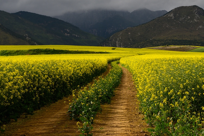 Sandy van Heerden - Durban Camera Club - Greyton Canola