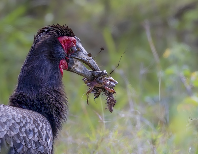 Sharlene Cathro - Princes Grant Camera Club - Grubs up
