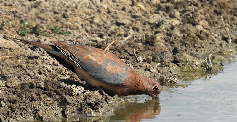 Sussa Pelser - Sasol Highveld Photography Club - Dove Drinking Water
