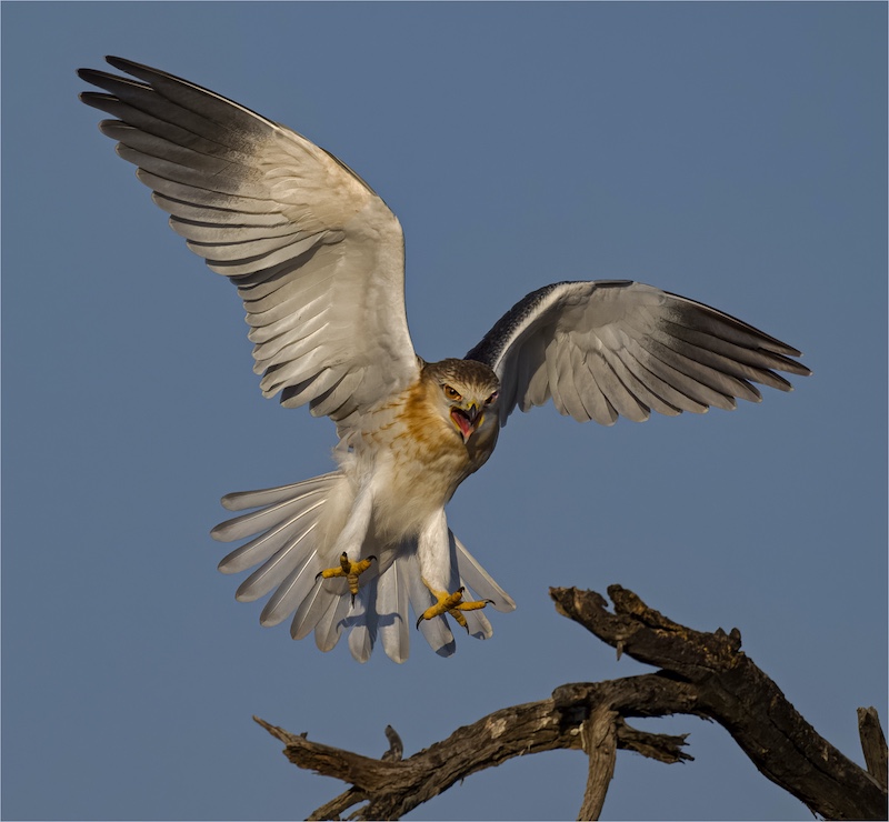 Theo Van Der Merwe - Boksburg Camera Club - The hunters gaze