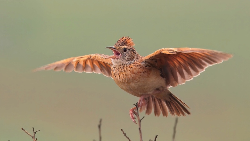 Tian Olivier -  Independent - The Lark K