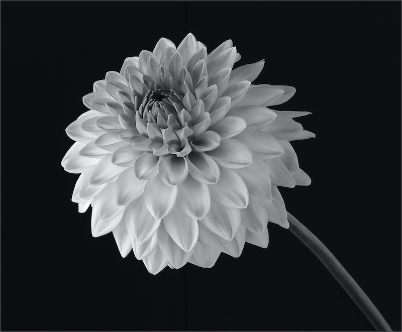 Tilla Vorster - Mosselbaai Kameraklub - Isolated floral pienk