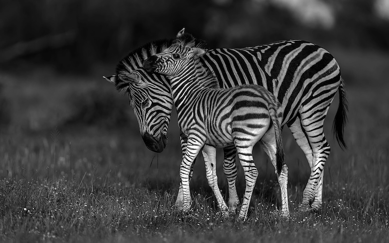 Yafei Yi - Sandton Photographic Society - Zebra Foal Seeking Love