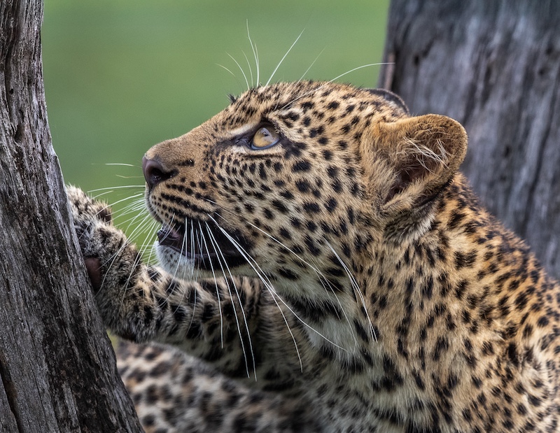 Ballito Photo Club - Nicky Forbes - A cub exploring his world
