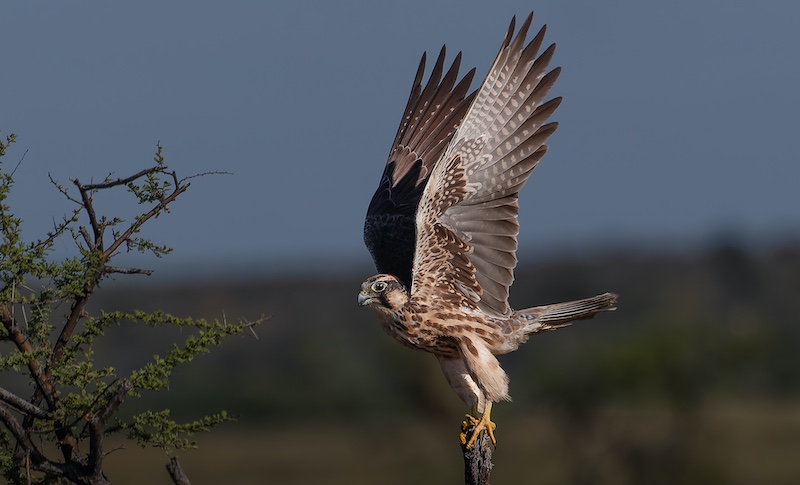 Bethal Fotografie Klub - JG Drotsky - Lanner takeoff