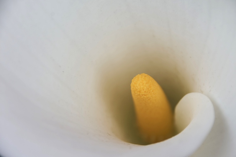 Bluff Camera Club - Maggie De Klerk - Arum lily