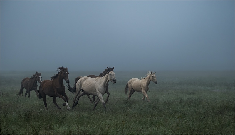 Brandpuntfotoklub - Renate Jute - Running in the Mist