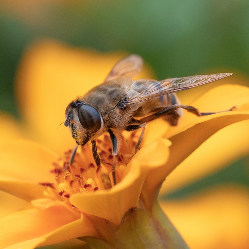 Cape Town Photographic Society - Rainer  Clauss - A study in orange