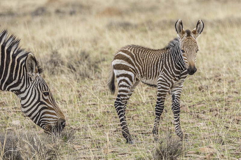 Creative Camera Club - Lyn Ziervogel - The Next Generation