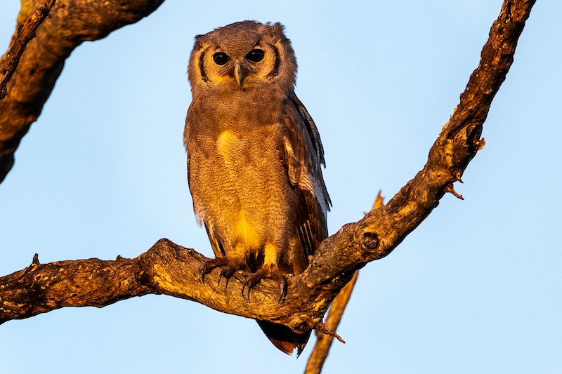 Durban Camera Club - Ishbel Cowan - Top Spot