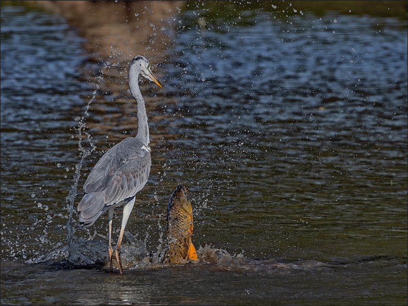 Ermelo Fotoklub - Marietjie Cronje - Oops