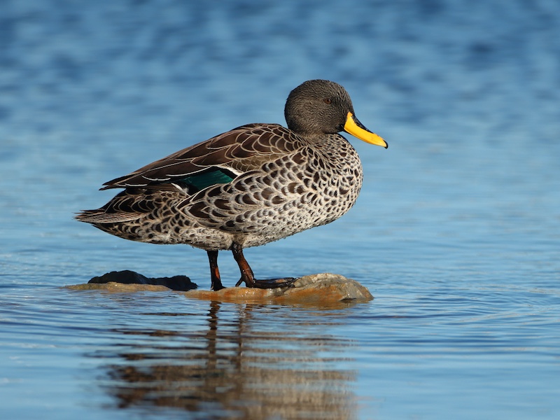 Hermanus Photographic Society - Johan Botha - Yellow-Billed Duck