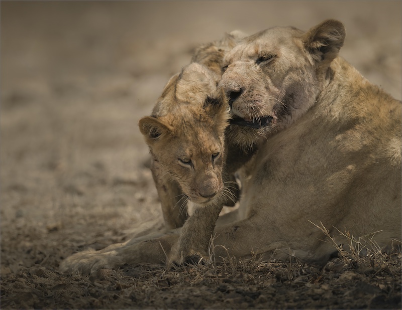 Hibiscus Coast Photographic Society - Sandy Reinders - The purest love