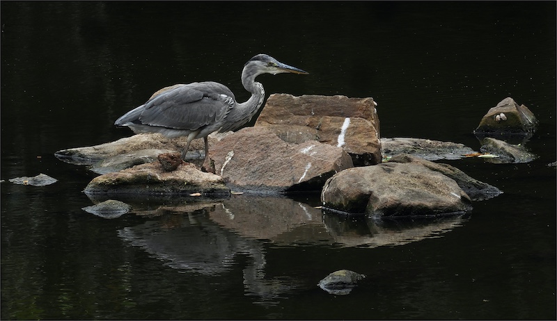 Hillcrest Camera Club - Allan Gosher - Heron on rocks