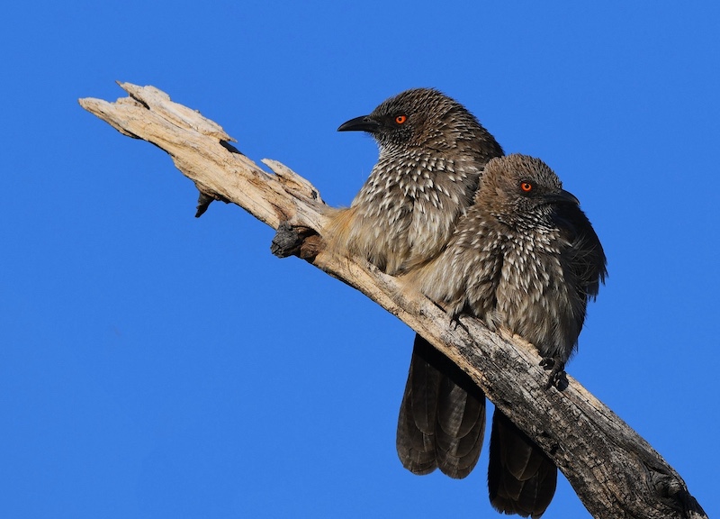 Klerksdorp Fotografie Klub - Linda Bronkhorst - Cosy