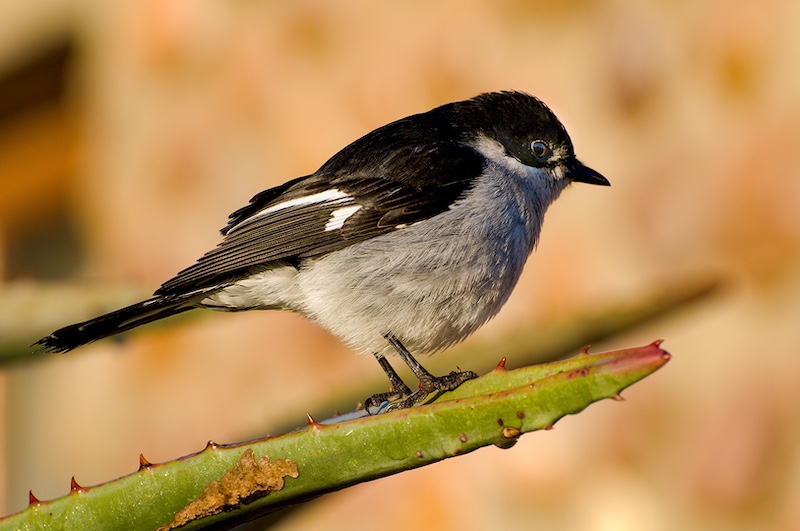 Kowie Camera Club - Koos Franken - Hello Birdie