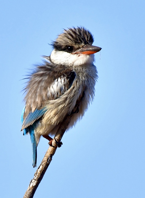 Maritzburg Camera Club - Diane Backhouse - Striped Kingfisher