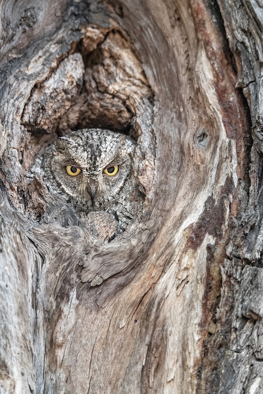 Midlens Fotoklub - Francois  Smit - The Trees have Eyes