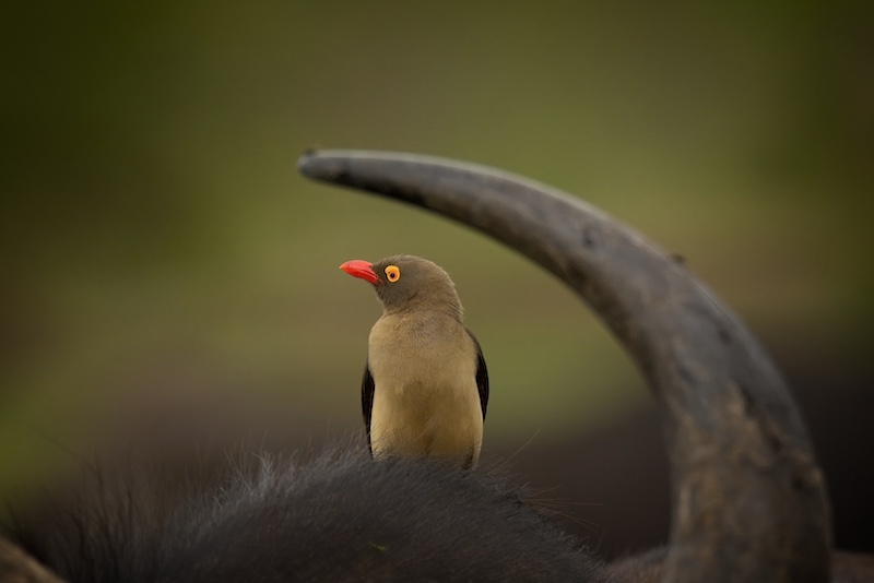 Randburg Foto Klub-Randburg Photo Club - Bernhard Mahl - Oxpecker