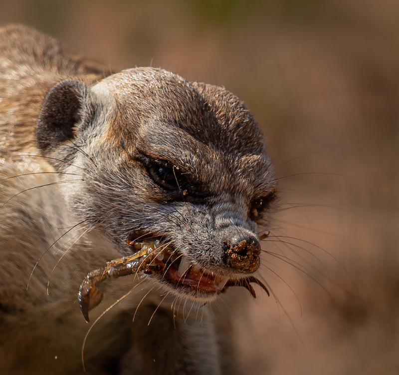 Sandton Photographic Society - Jako Pottas - Fangs Over Fear