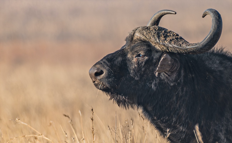 Southern Suburbs Camera Club - Elize Bokelmann - Buffalo Dreaming