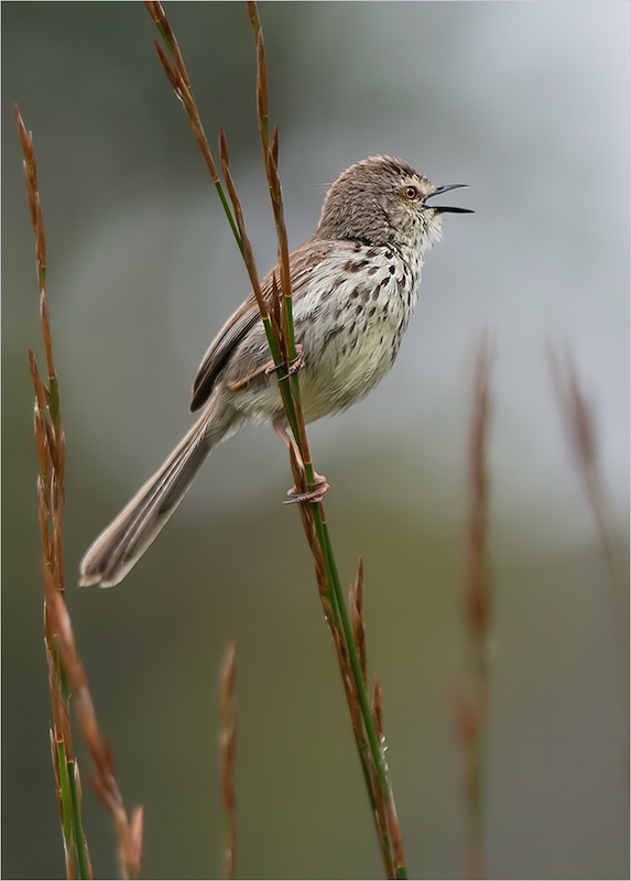 Swartland Fotografieklub - Desere Coetzer - Prinia Maculosa