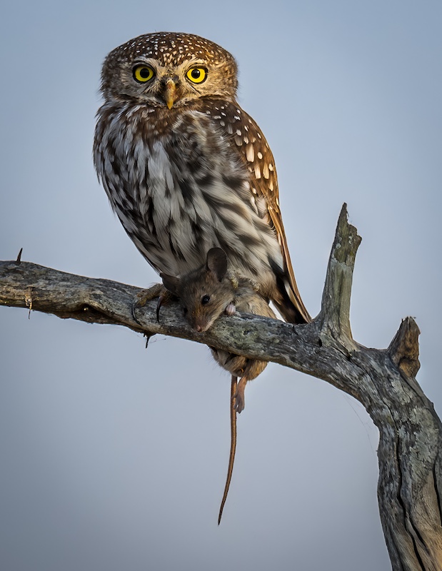 Tafelberg  Fotografieklub - Dirk Le Roux - Eyes of the predator