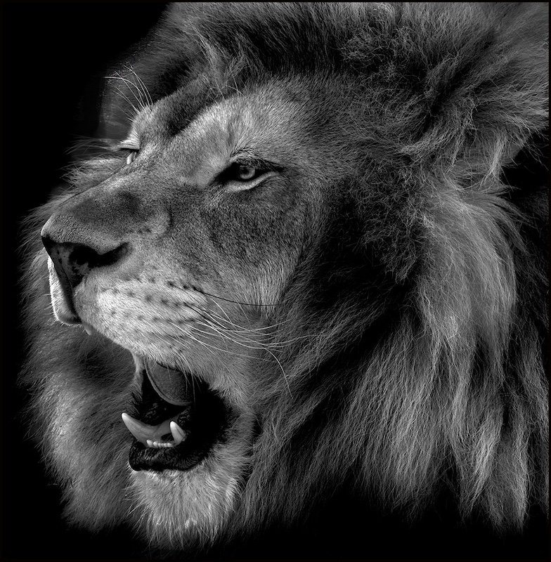 Tygerberg Photographic Society - Claudia Lothering - Power Pride and Passion