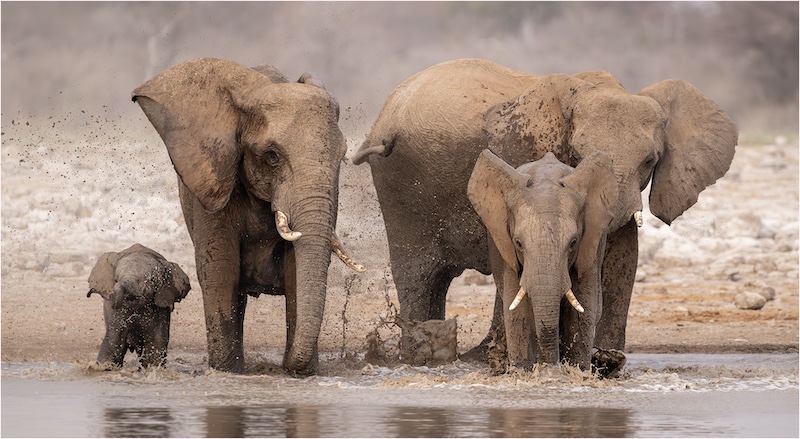 AFO - Koos  Marais - Olifante