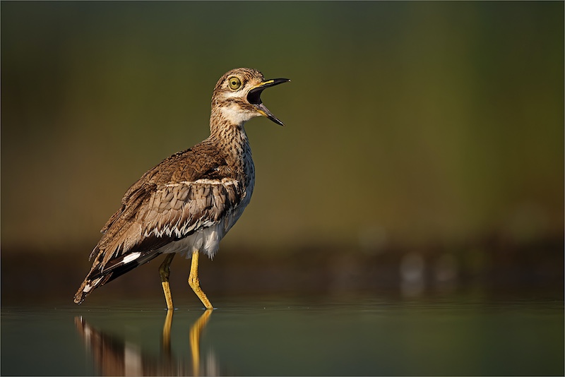 Bloemfontein Kameraklub - Francois van der Watt - Thick-knee calling
