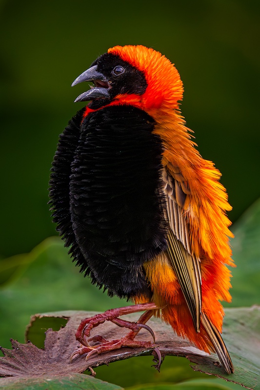 Bluff Camera Club - Wendy Freer - Red bishop calling