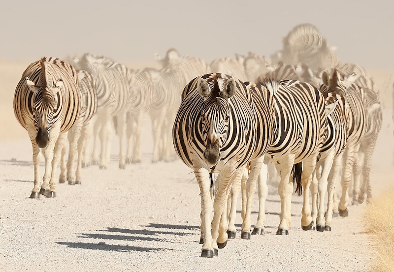 Brandpuntfotoklub - Leon Keyter - Zebra Group
