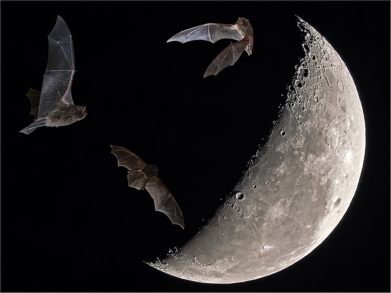 Centurion Camera Club - Johan Croukamp - Bats in moonlight