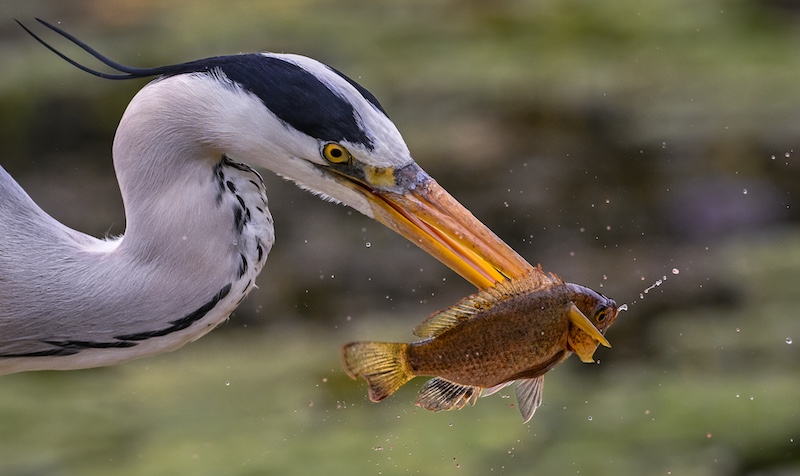 Durban Camera Club - Sandy van Heerden - Speer Fishing