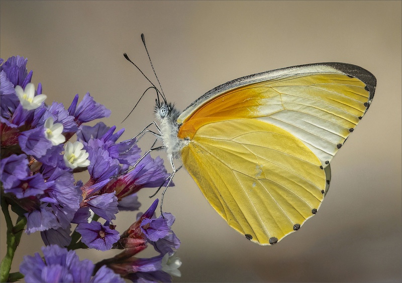 Eden Photographic Society - Gerda Fouche - Wings of flames