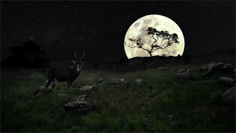 Edenvale Photographic Club - David Wolstencroft - Moonlight Midnight