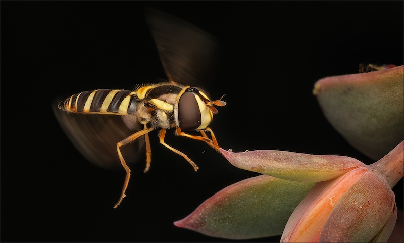 Ermelo Fotoklub - Jacques Kruger - Touch down
