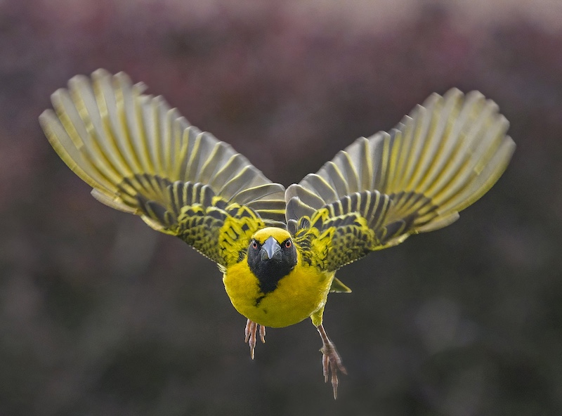 Fish Hoek Photographic  Society - Clive Stewart - Through my Lens
