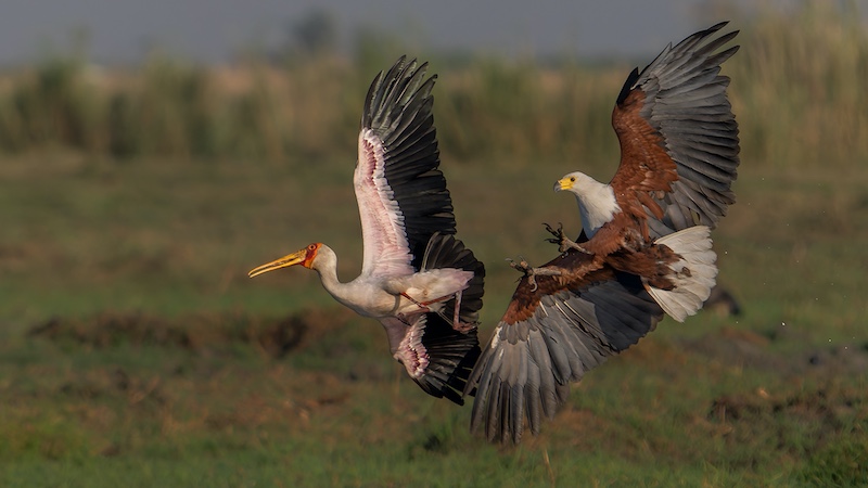 George Camera Club - Trix  Jonker  - Yellow bill attack